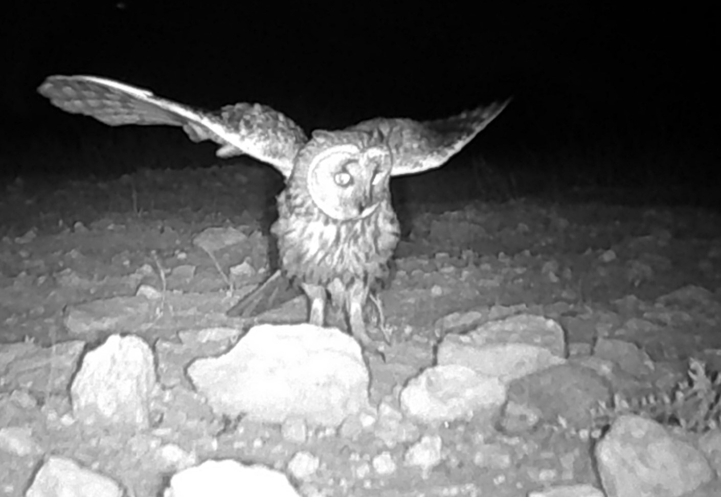 Hunter Camera