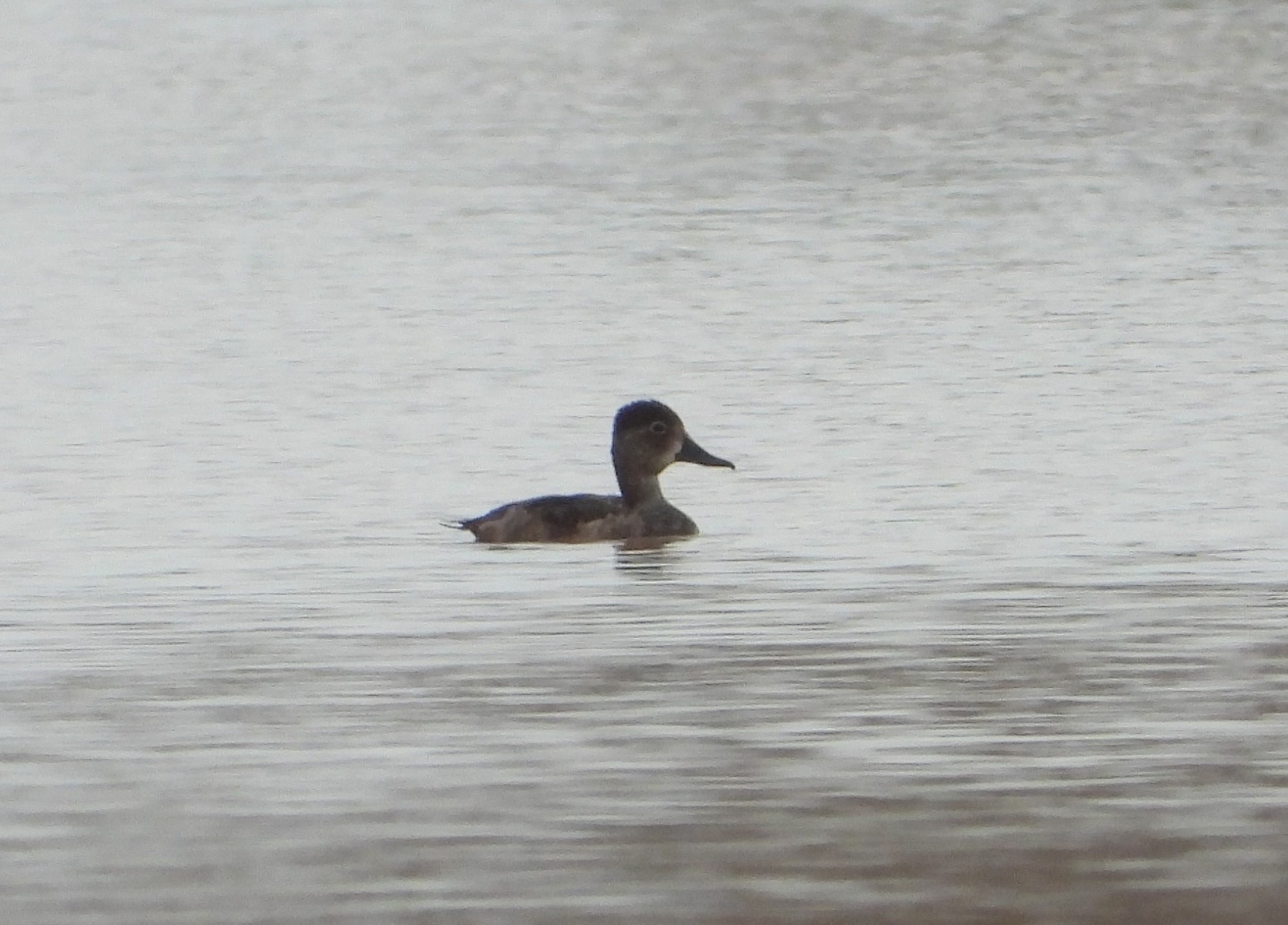 Fuligule à collier _ ter ter