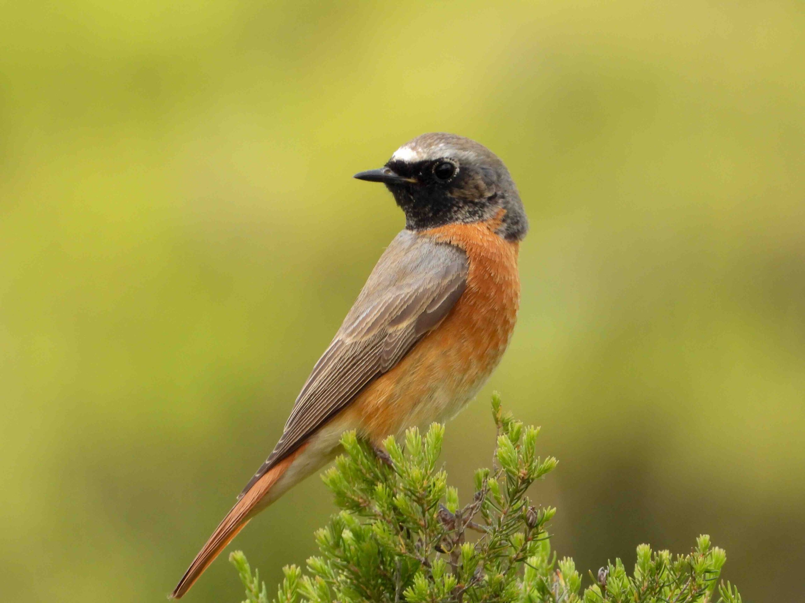 PHOPHO_A_qninba_230420_jbel_lahbib_1