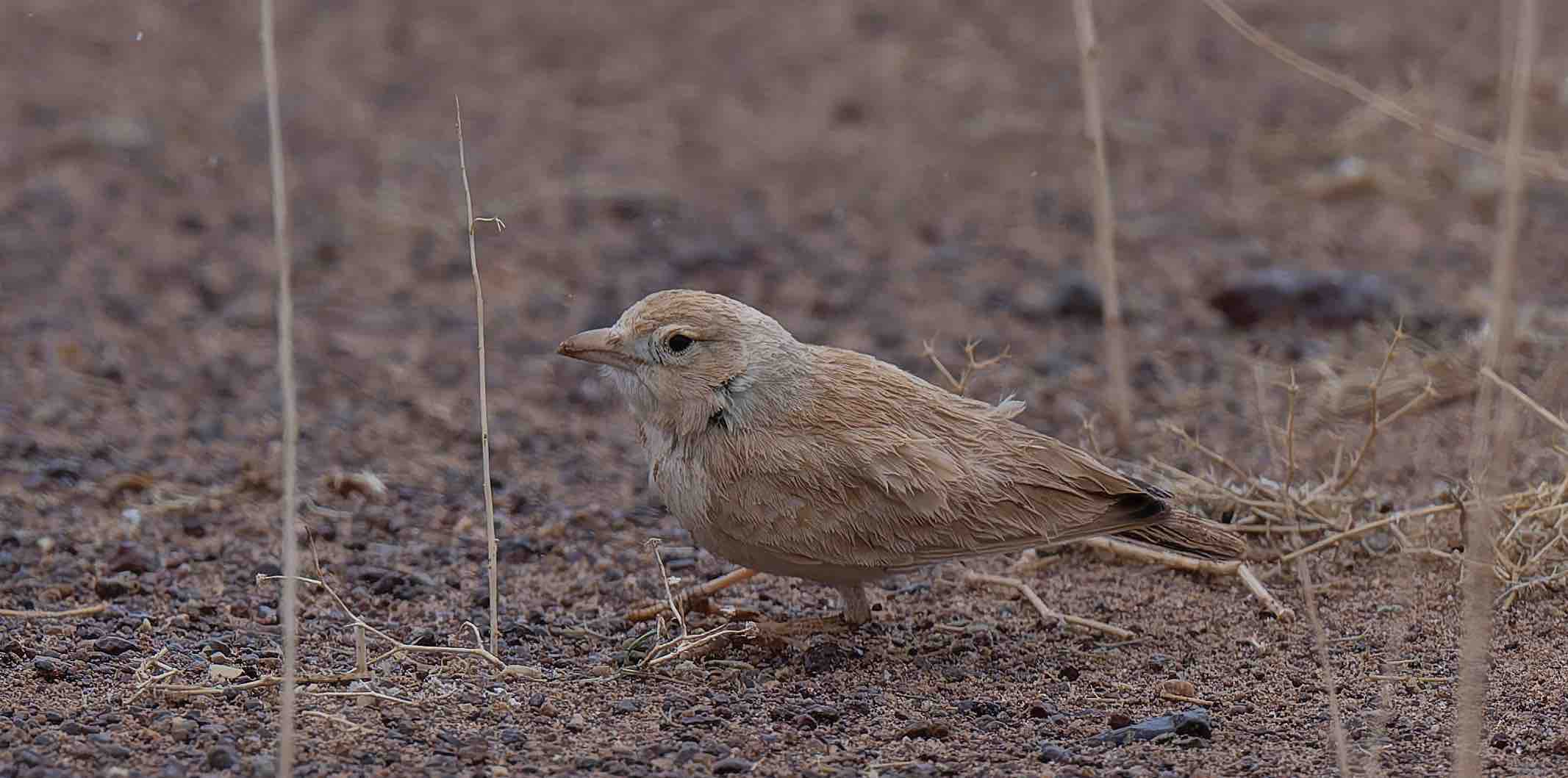 EREDUN_A_carlier_260118_30.627224 -4.905141_1_light